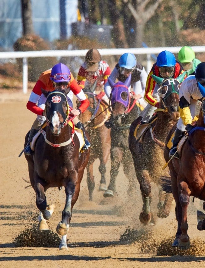 Horses racing together